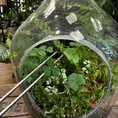 long terrarium tweezers