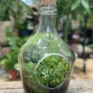 vintage terrarium container eco glass open bottle