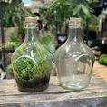 vintage terrarium container eco glass open bottle