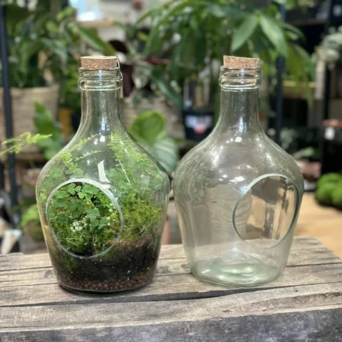 vintage terrarium container eco glass open bottle