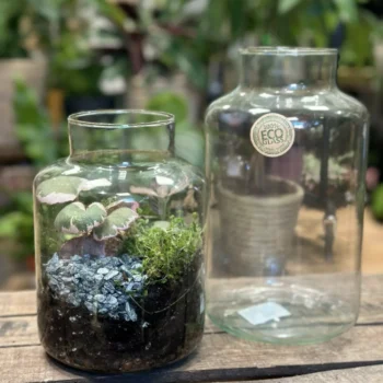 Classic Open Terrarium Eco Glass Container Glass Containers