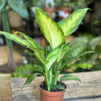 Dieffenbachia Camilla Dumb Cane 9cm pot Houseplants easy care