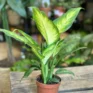 dieffenbachia camilla dumb cane in a brown 24cm pot. on wooden box with blurry houseplants in the background