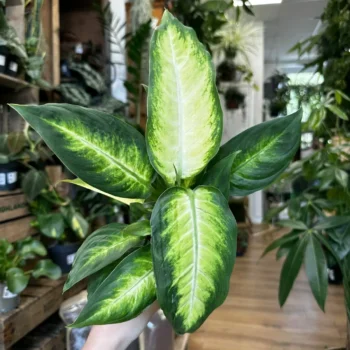 Dieffenbachia Camilla Dumb Cane 9cm pot Houseplants easy care 2