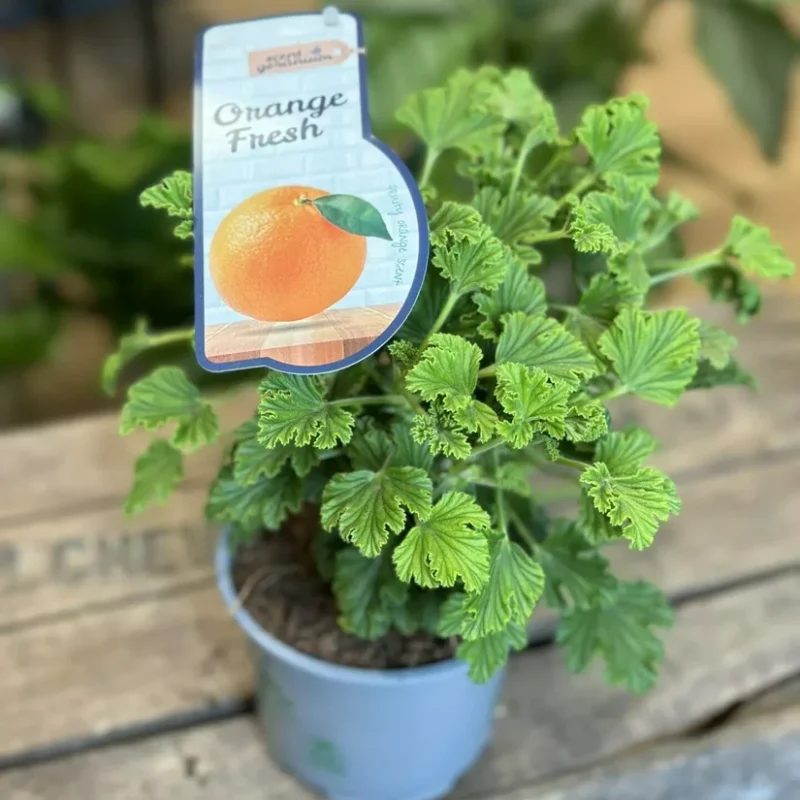 dieffenbachia camilla dumb cane 24cm pot dieffenbachia camilla dumb cane 24cm pot