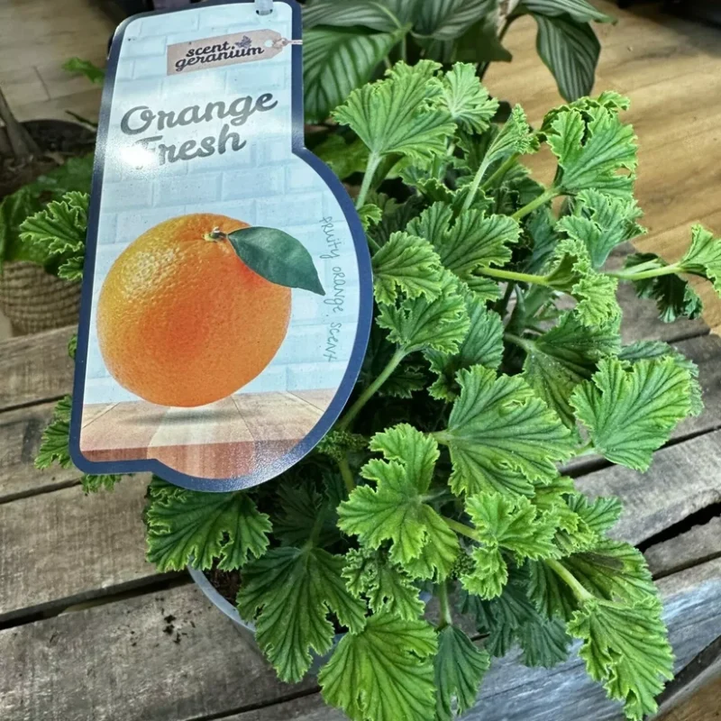 dieffenbachia camilla dumb cane 24cm pot dieffenbachia camilla dumb cane 24cm pot