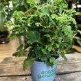 dieffenbachia camilla dumb cane 24cm pot