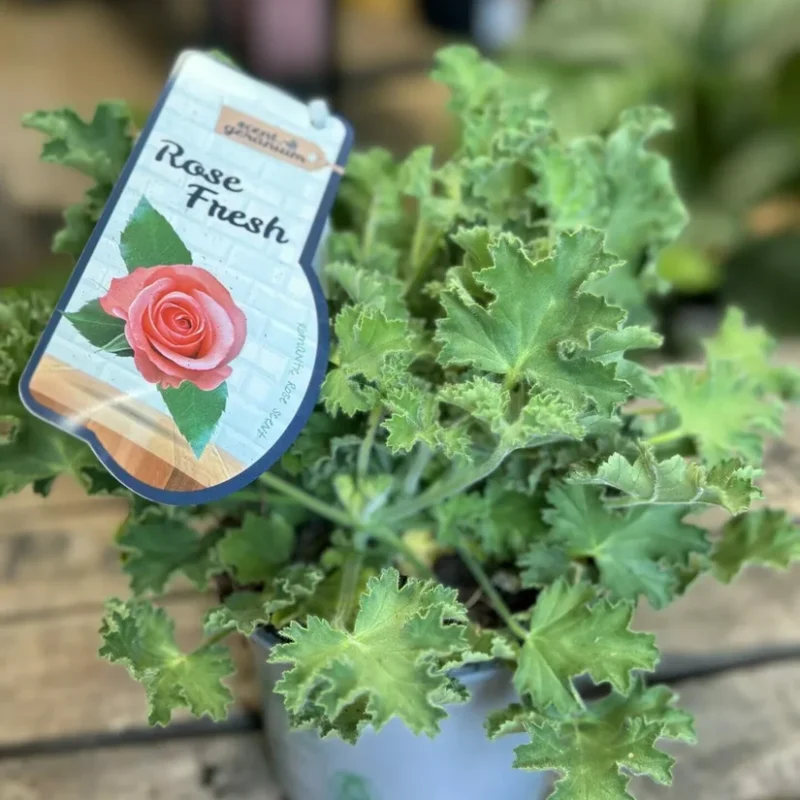 dieffenbachia camilla dumb cane 24cm pot dieffenbachia camilla dumb cane 24cm pot