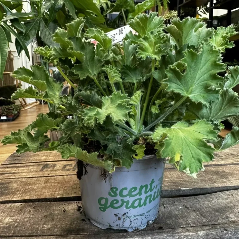 dieffenbachia camilla dumb cane 24cm pot dieffenbachia camilla dumb cane 24cm pot