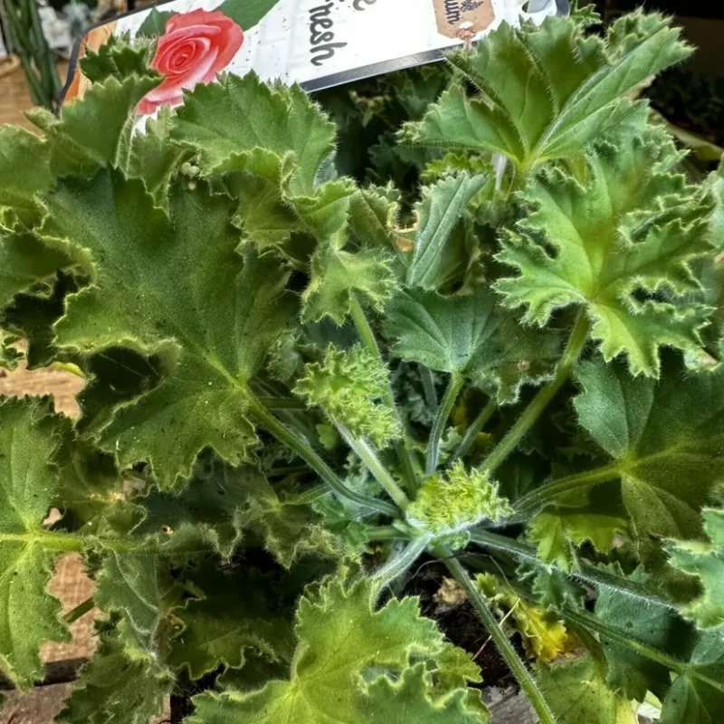 dieffenbachia camilla dumb cane 24cm pot dieffenbachia camilla dumb cane 24cm pot