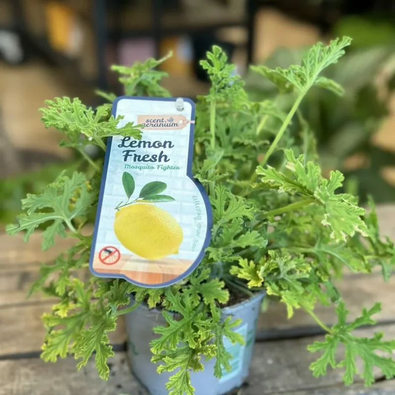 dieffenbachia camilla dumb cane 24cm pot dieffenbachia camilla dumb cane 24cm pot