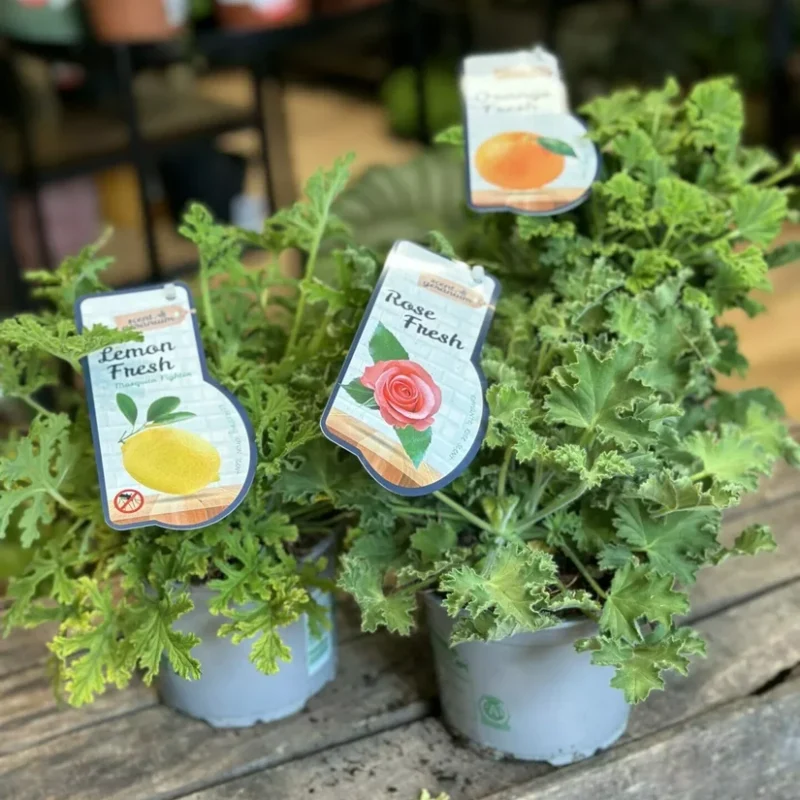 dieffenbachia camilla dumb cane 24cm pot dieffenbachia camilla dumb cane 24cm pot