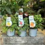 Scented Pelargonium Geranium 12cm pot