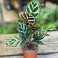 dieffenbachia camilla dumb cane 24cm pot
