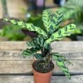 dieffenbachia camilla dumb cane 24cm pot