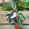 dieffenbachia camilla dumb cane 24cm pot
