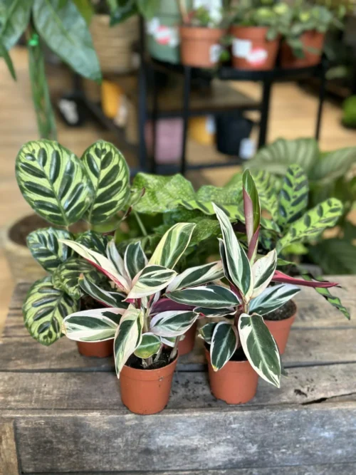 Group of Calathea Prayer Plant in 7cm pots on wooden table with blurry houseplants in background.