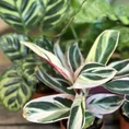 dieffenbachia camilla dumb cane 24cm pot