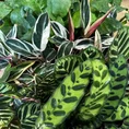 dieffenbachia camilla dumb cane 24cm pot
