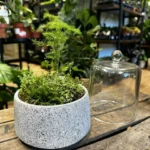 Concrete Bowl Planter 13cm for Moss Bowl and Cactus Gardens