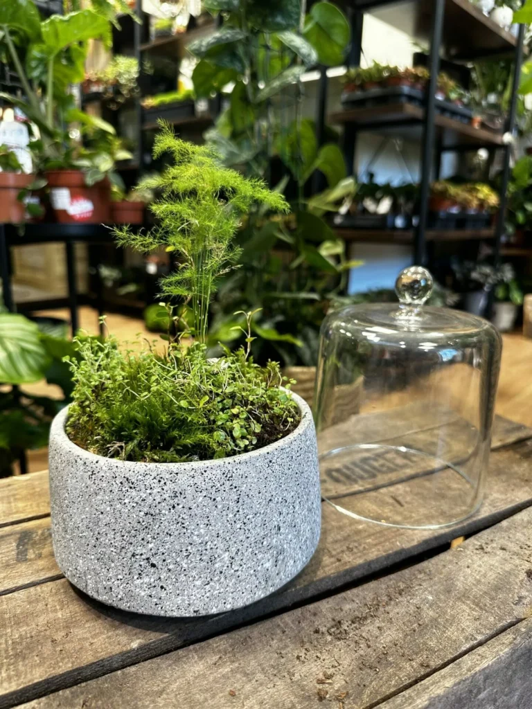 Concrete Bowl Planter 13cm for Moss Bowl and Cactus Gardens