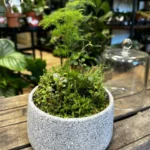 Concrete Bowl Planter 16cm for Moss Bowl & Cactus Gardens