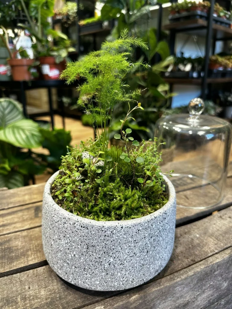 Concrete Bowl Planter 16cm for Moss Bowl & Cactus Gardens