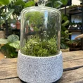 retro glass cloche dome