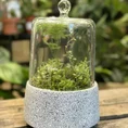 retro glass cloche dome
