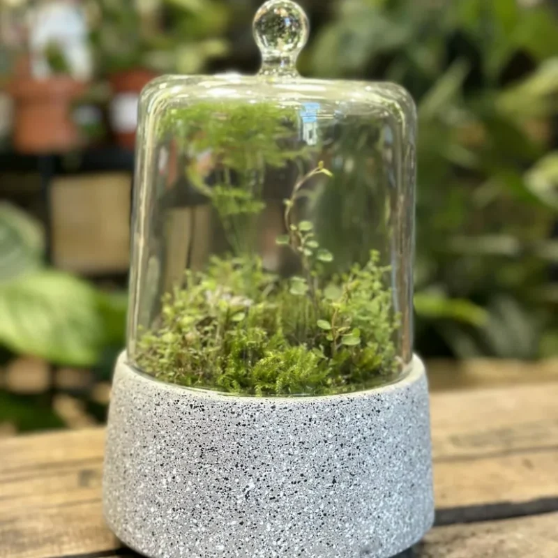 retro glass cloche dome retro glass cloche dome