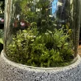 retro glass cloche dome