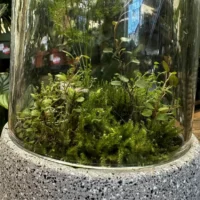 retro glass cloche dome