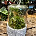 retro glass cloche dome