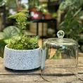 retro glass cloche dome