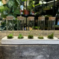 lab glass tubes wood rack with cork set