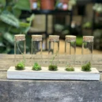 Lab Glass Tubes Wood Rack With Cork Set