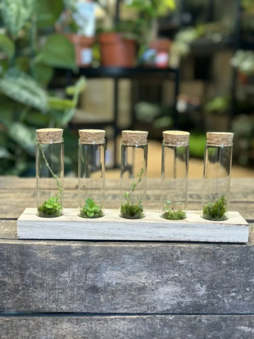 5 Lab Glass Tubes in a Wood Rack With Cork Set with blurry houseplants in the background