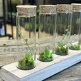 lab glass tubes wood rack with cork set