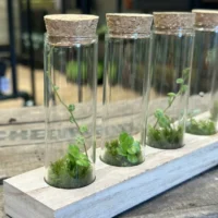 lab glass tubes wood rack with cork set