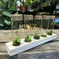 lab glass tubes wood rack with cork set