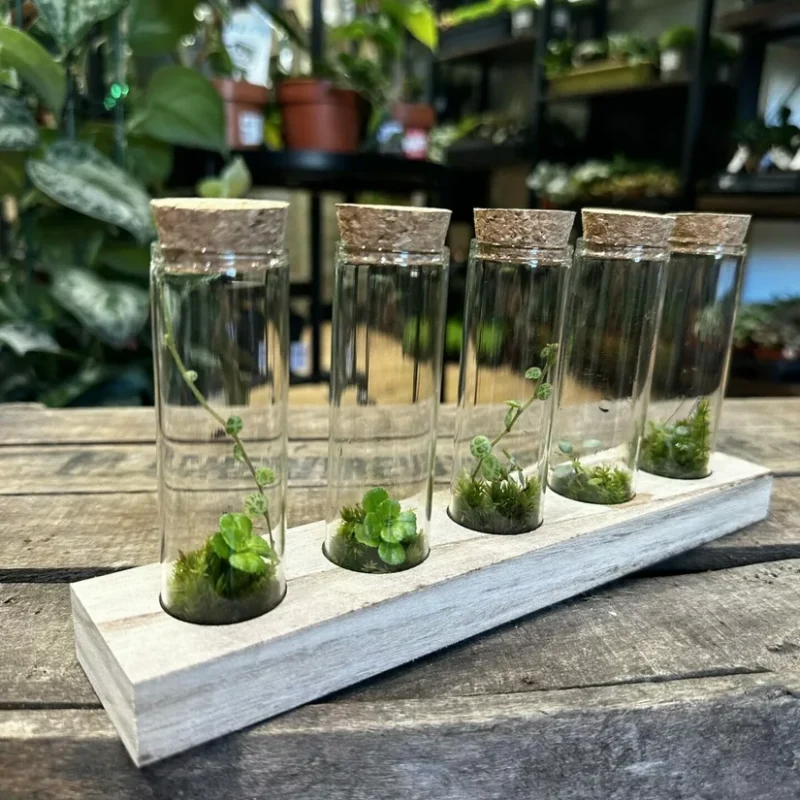 lab glass tubes wood rack with cork set lab glass tubes wood rack with cork set