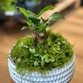 concrete white bowl planter 15cm