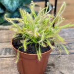 Carnivorous Sundew Drosera Capensis Alba