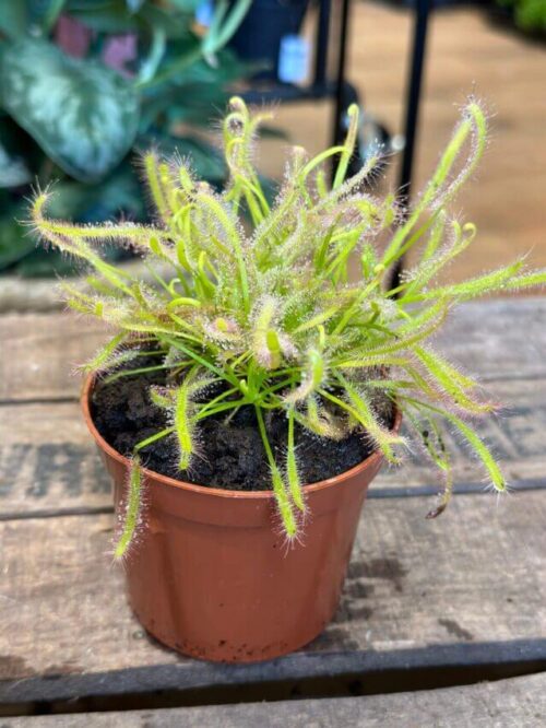carnivorous sundew drosera capensis in an 8cm pot on wooden box with blurry leaves in background