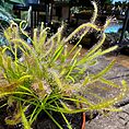 carnivorous sundew drosera capensis 8cm pot