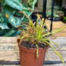 carnivorous sundew drosera capensis in a 8cm pot. on top of wooden box with blurry houseplant in background