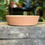 terracotta bowl succulent cactus planter 17cm