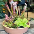 terracotta bowl succulent cactus planter 17cm