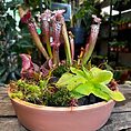 terracotta bowl succulent cactus planter 17cm