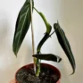 small philodendron melanochrysum 12cm pot